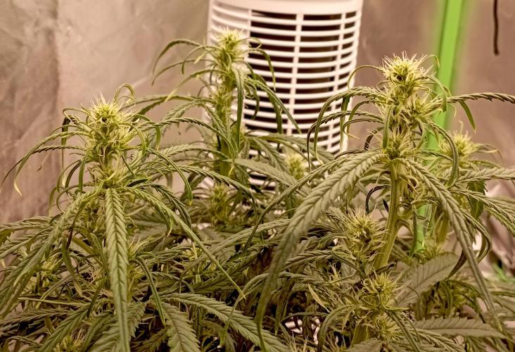 FB West Coast OG. Week 8 - first days