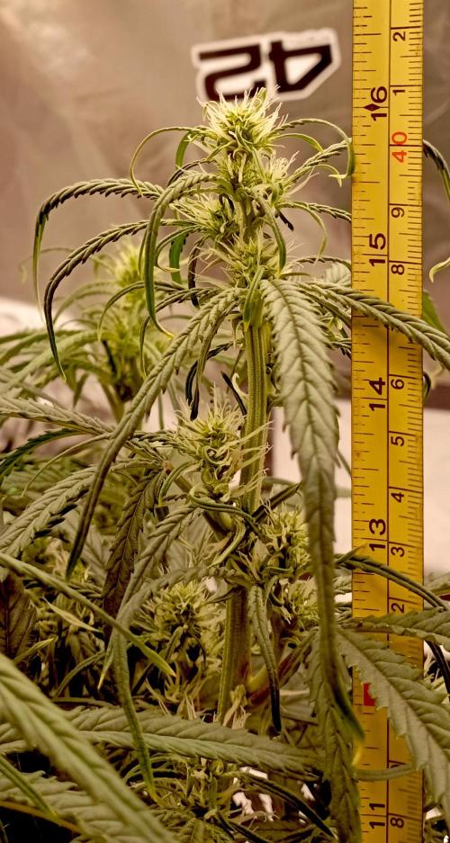 FB West Coast OG. Week 8 - first days
