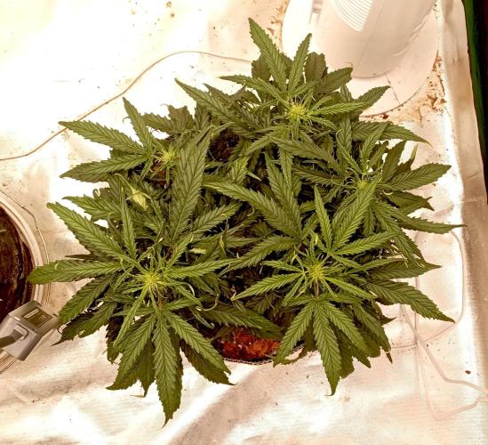 FB West Coast OG. Week 8 - first days