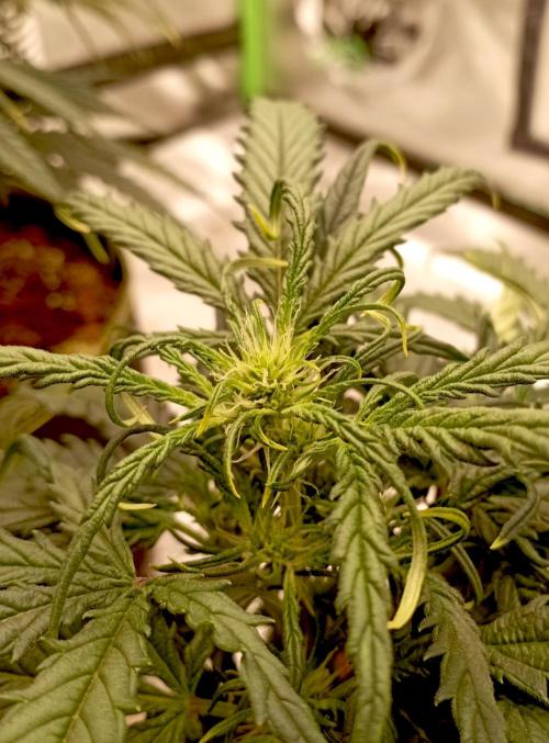 FB West Coast OG. Week 8 - first days