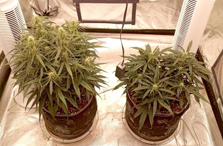 FB West Coast OG. Week 8 - midweek