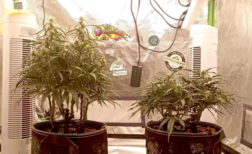 FB West Coast OG. Week 8 - midweek