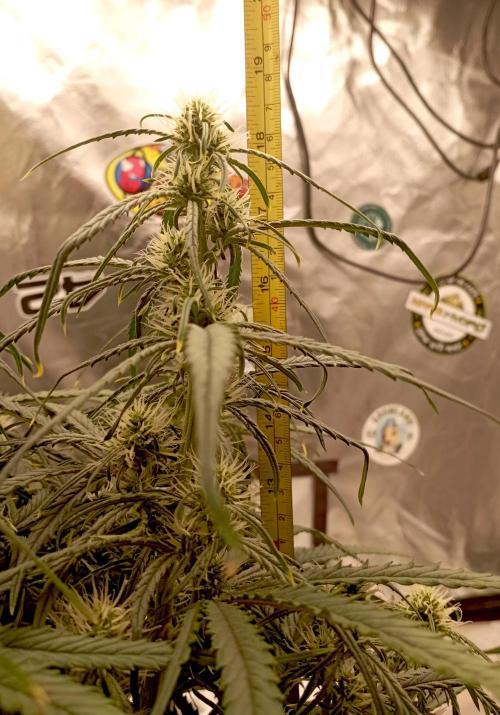 FB West Coast OG. Week 8 - midweek