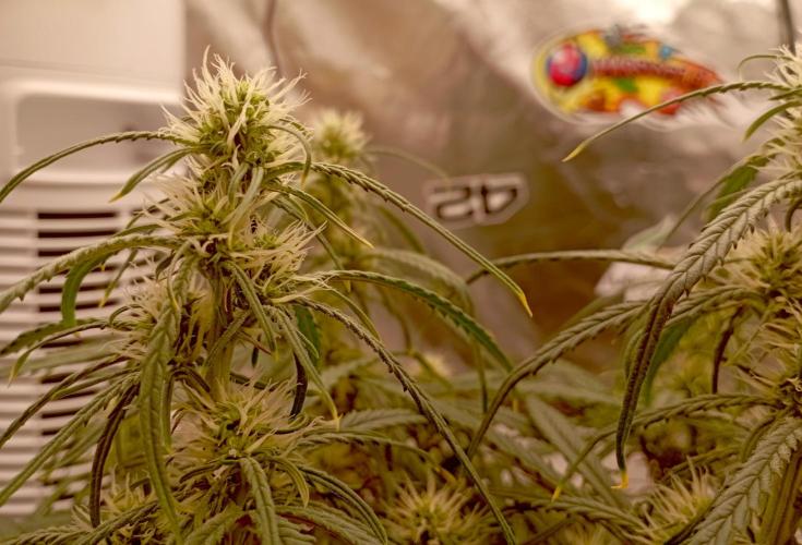 FB West Coast OG. Week 8 - midweek