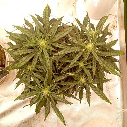 FB West Coast OG. Week 8 - midweek