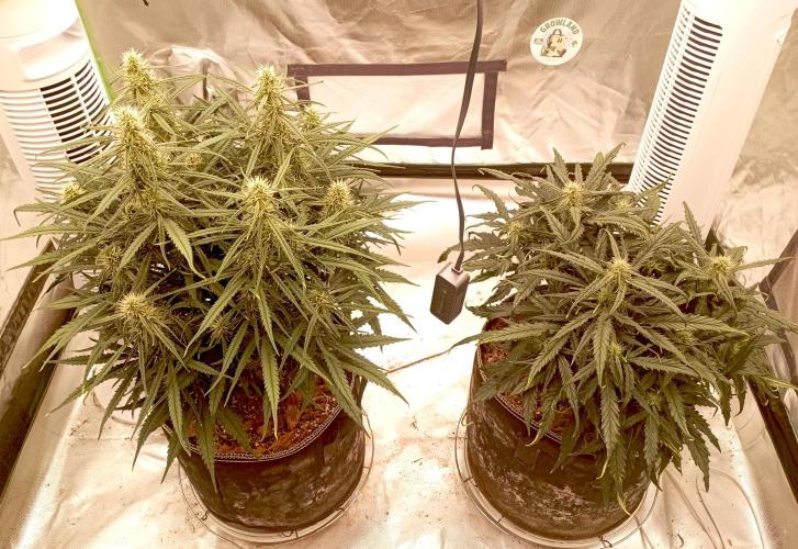 FB West Coast OG. Week 9 - first days