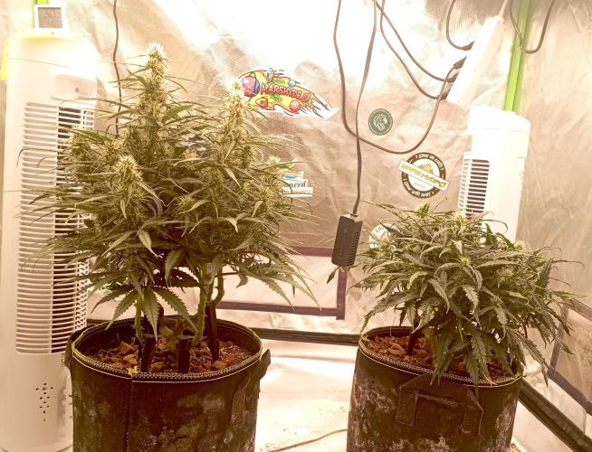 FB West Coast OG. Week 9 - first days