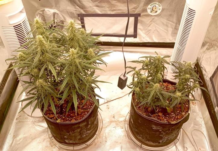 FB West Coast OG. Week 9 - first days