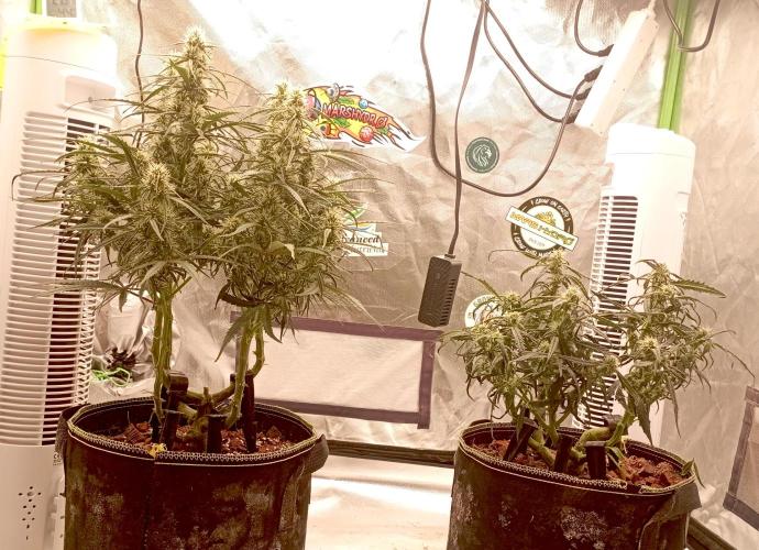 FB West Coast OG. Week 9 - first days