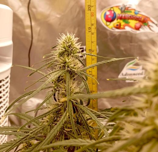 FB West Coast OG. Week 9 - first days