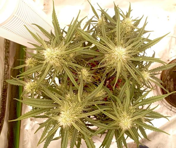 FB West Coast OG. Week 9 - first days