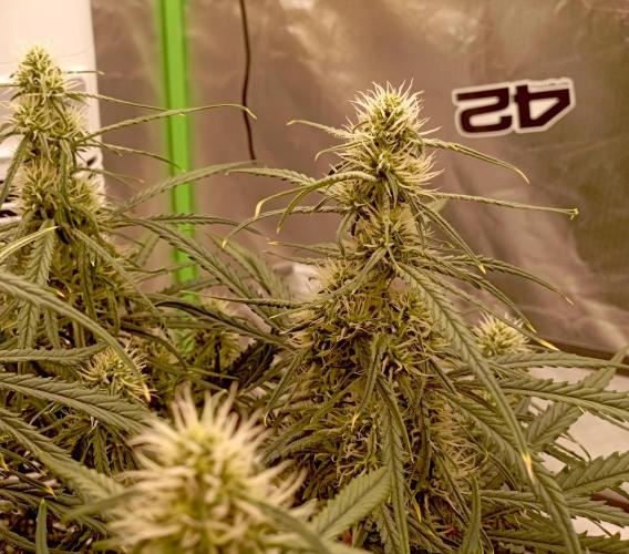 FB West Coast OG. Week 9 - first days