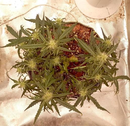 FB West Coast OG. Week 9 - first days