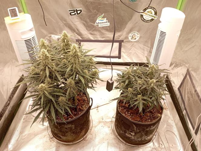FB West Coast OG. Week 9 - midweek