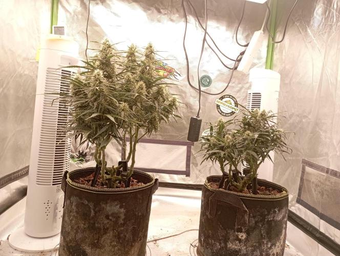 FB West Coast OG. Week 9 - midweek