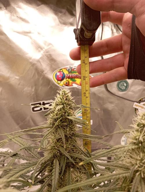 FB West Coast OG. Week 9 - midweek