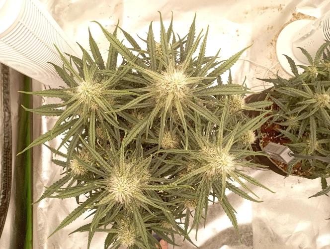 FB West Coast OG. Week 9 - midweek