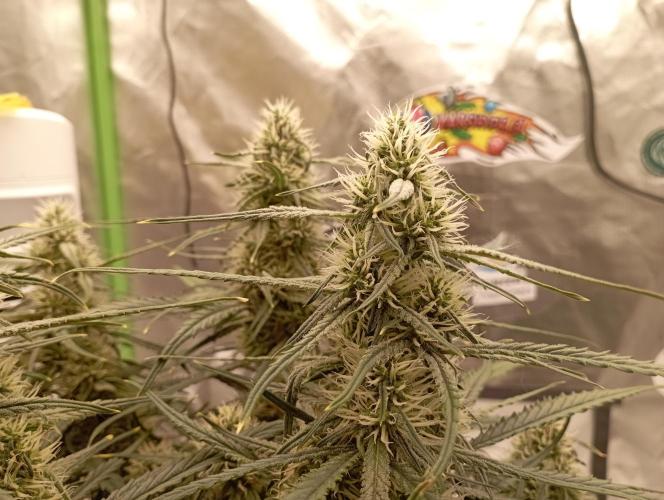 FB West Coast OG. Week 9 - midweek