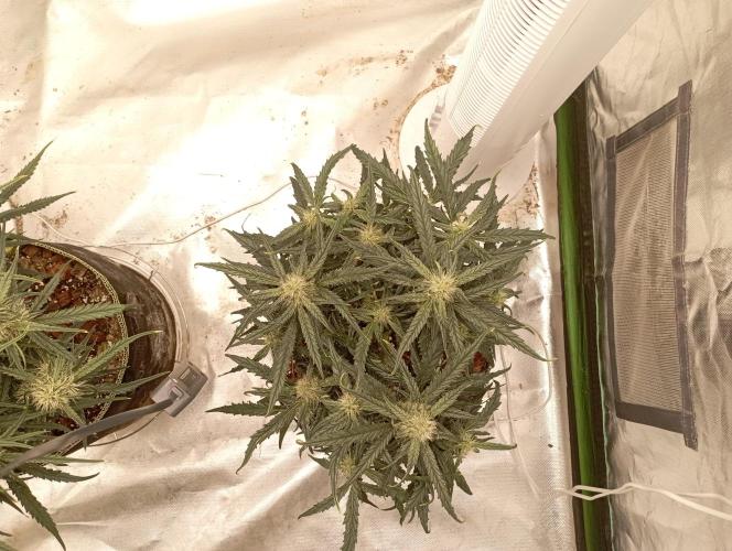 FB West Coast OG. Week 9 - midweek