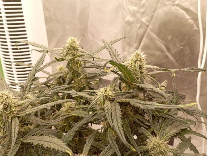 FB West Coast OG. Week 9 - midweek