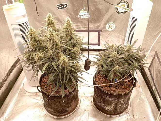 FB West Coast OG. Week 10 - First days