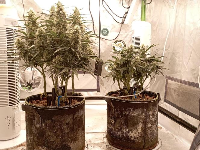 FB West Coast OG. Week 10 - First days