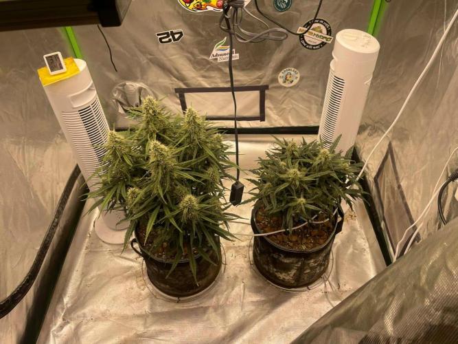 FB West Coast OG. Week 10 - Midweek