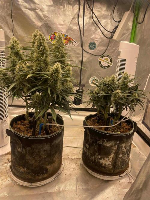 FB West Coast OG. Week 10 - Midweek 