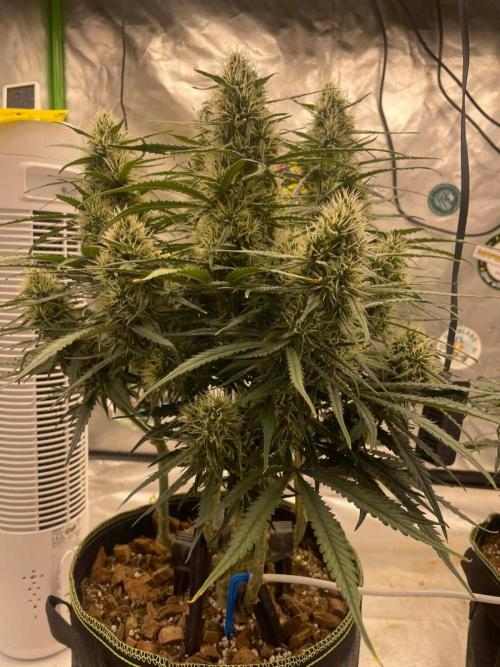 FB West Coast OG. Week 10 - Midweek 