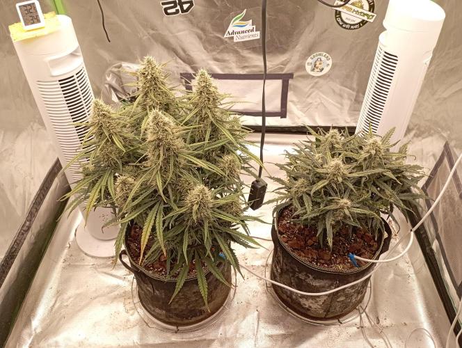 FB West Coast OG. Week 11 - first days