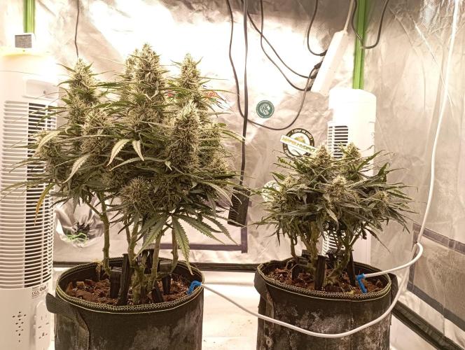 FB West Coast OG. Week 11 - first days