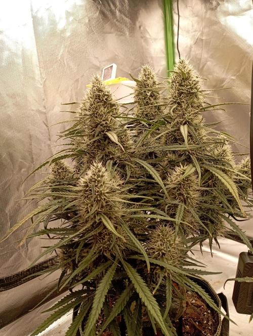 FB West Coast OG. Week 11 - first days