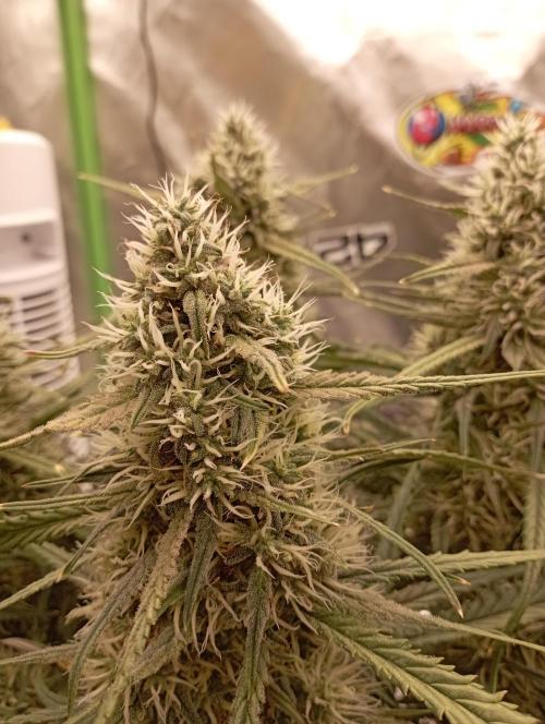 FB West Coast OG. Week 11 - first days