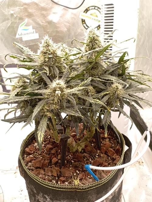 FB West Coast OG. Week 11 - first days