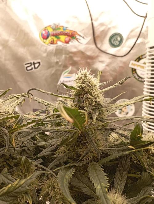 FB West Coast OG. Week 11 - first days