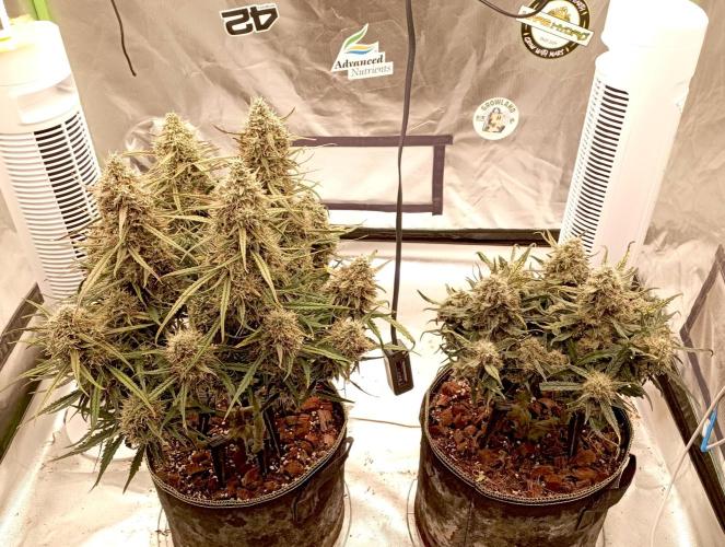 FB West Coast OG. Week 11 - midweek