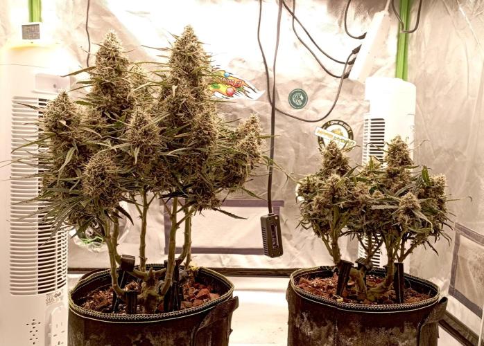 FB West Coast OG. Week 11 - midweek