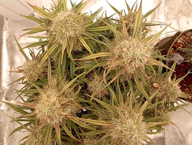 FB West Coast OG. Week 11 - midweek