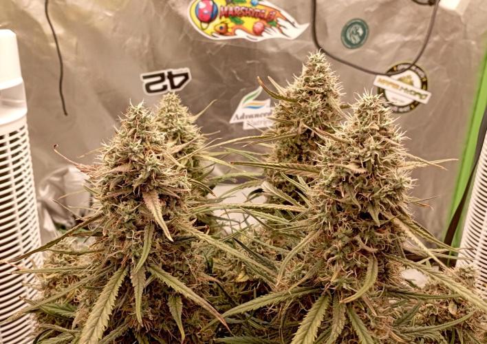 FB West Coast OG. Week 11 - midweek