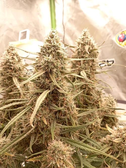 FB West Coast OG. Week 11 - midweek