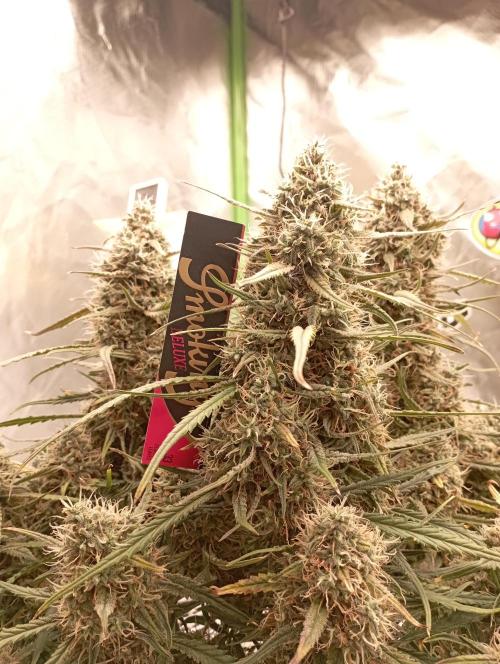 FB West Coast OG. Week 11 - midweek