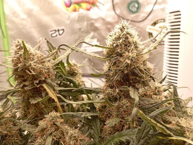 FB West Coast OG. Week 11 - midweek