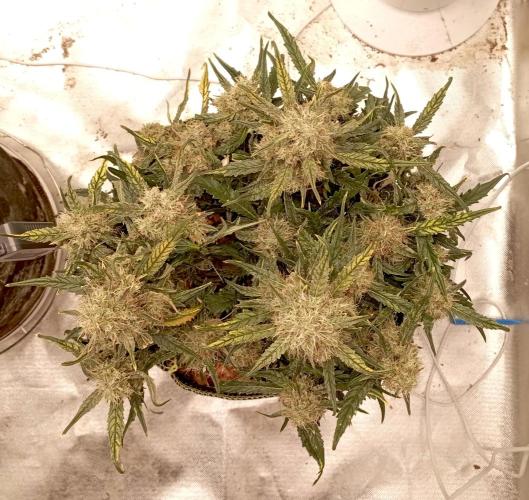 FB West Coast OG. Week 11 - midweek