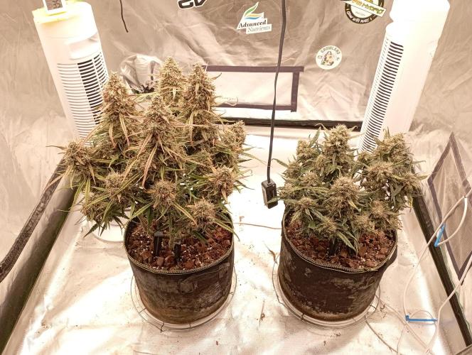 FB West Coast OG. Week 12 - first days