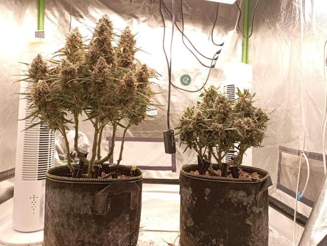 FB West Coast OG. Week 12 - first days