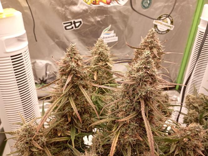 FB West Coast OG. Week 12 - first days