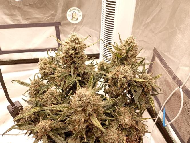 FB West Coast OG. Week 12 - first days