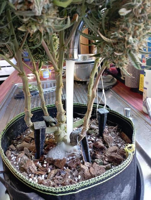 FB West Coast OG. Week 13 - flushing week