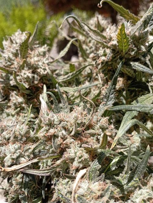 FB West Coast OG. Week 13 - flushing week