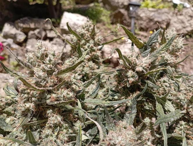 FB West Coast OG. Week 13 - flushing week